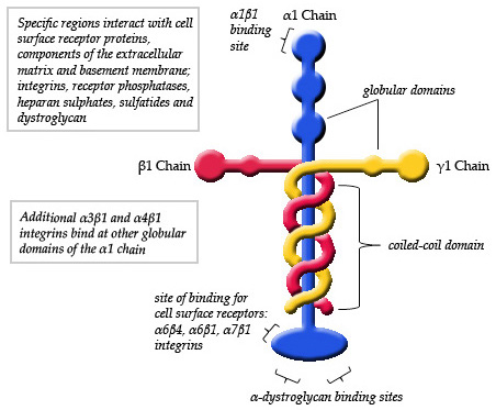 https://upload.wikimedia.org/wikipedia/commons/b/b8/Schematic_Diagram_of_Laminin_111.jpg